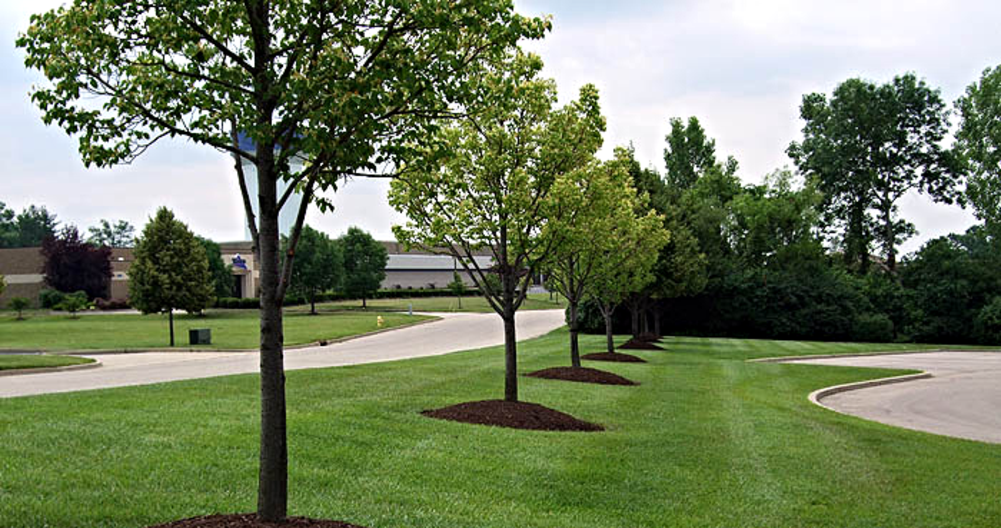 Picture of commercial landscaping job completed. Nice green grass with line striping
